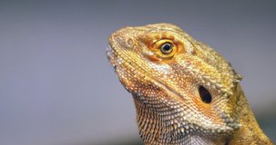 Stock video Extreme Close-Up Bearded Dragon (Pogona barbata).