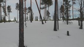 Reveal type clip of a forest covered with snow. Drone flying forward through the trees while ascending.