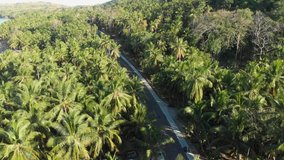 Drone flying over a road cutting through a palm tree jungle with two motorcycles driving along the road