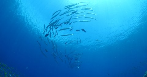 barracudas underwater schooling and swim other small fish schools scuba divers to see