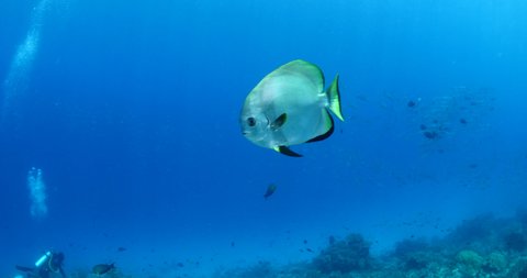 Batavia Batfish Platax Batavianus Hovering On Stock Footage Video (100% ...