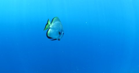 Slow Motion Two Blue Whales Video De Stock 100 Libre De Droit Shutterstock Slow Motion Two Blue Whales Video De Stock 100 Libre De Droit Shutterstock