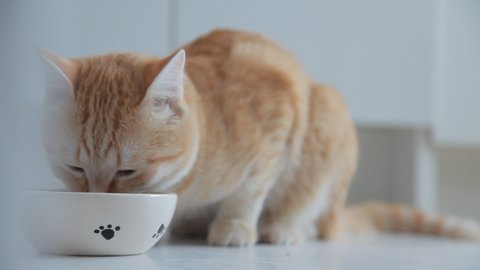 red cat eats from a plate of food. ginger cat eats from its plate cat food