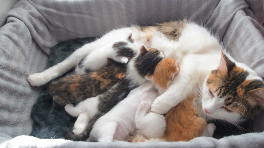 mother cat feeding kittens