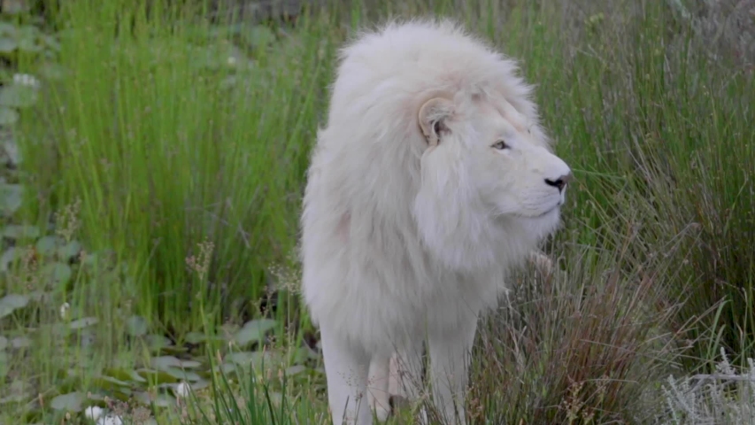 stunning rare albino white lion south Stock Footage Video (100% Royalty ...