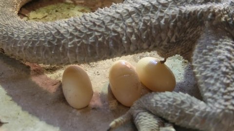 Pogona vitticeps female deposing her eggs. Australian reptile living in the wildlife also called bearded dragon.
