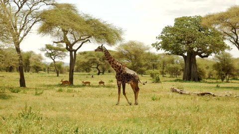 Beautiful giraffe walks through the Serengeti national park.