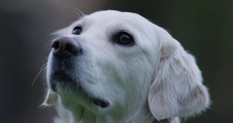 Beautiful white dog sniffing. Cute Golden Retriever. Well trained and alert waiting for treat,