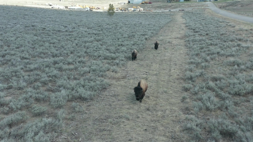 Buffalo Walking Along Dirt Road Near Yellowstone National Park in Montana
