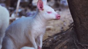 4K video of albino wallaby in Thai, Thailand.