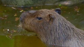 4K video of Capybara in the water, Thailand.