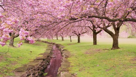 Cherry Tree Blossom Explosion Hurd Park Stock Photo 630092342 ...