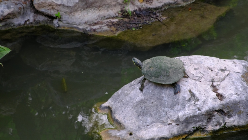 Texas River Cooter also called Pseudemys Texana sits on rock and the jumps into water 