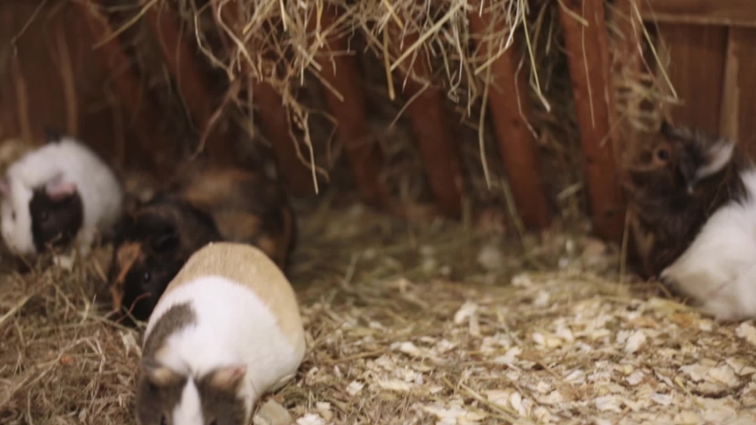 a-group-of-guinea-pigs-feeding-cavia-porcellus-image-free-stock