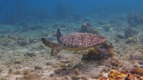 Hawksbill sea turtle (Eretmochelys imbricata) searching for food on the coral reef. Scuba diving with turtle, underwater video. Corals, fish and marine animal. Aquatic wildlife.