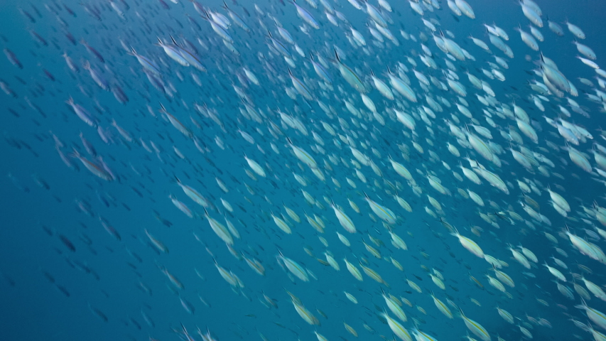 Large school of silver and neon blue fish shoal together in tropical water of palau marine sanctuary | Shutterstock HD Video #1030567475