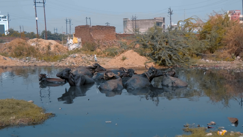 In a muddy puddle in the middle of the city, a herd of black cows lies and cools. A white heron sits on one
