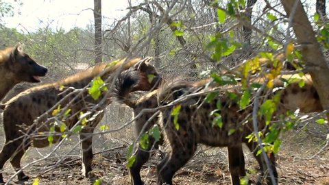 Scared Hyenas Retreating from Threatening Male Lion at Kill Site