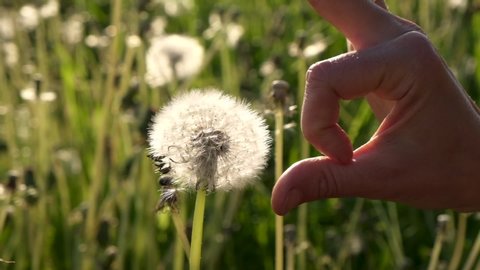 Woman's hand flick breaks fragile head of dandelion and flower seeds scatter in the wind. Closeup, slow motion, sunset back-light.