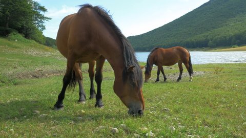 Horses Resting, Grazing by the Mountain Lake