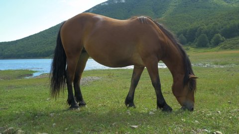 Horse Resting, Grazing by the Mountain Lake
