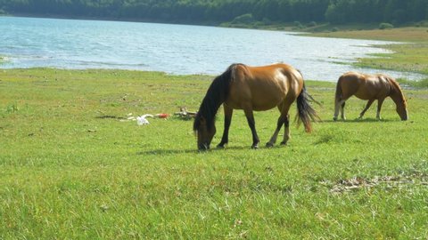 Horse Resting, Grazing by the Mountain Lake