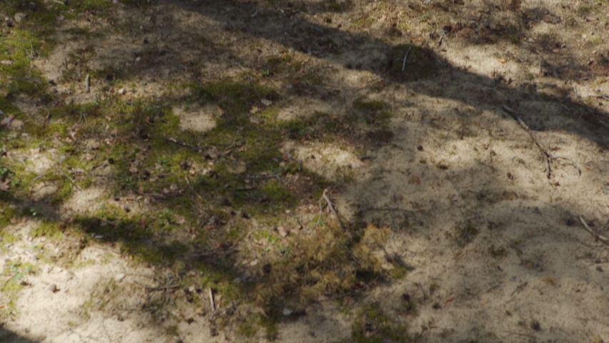 Tilt up shot of family walking through pine forest towards lake. Father, mother and little daughter holding hands while spending time in nature, back view