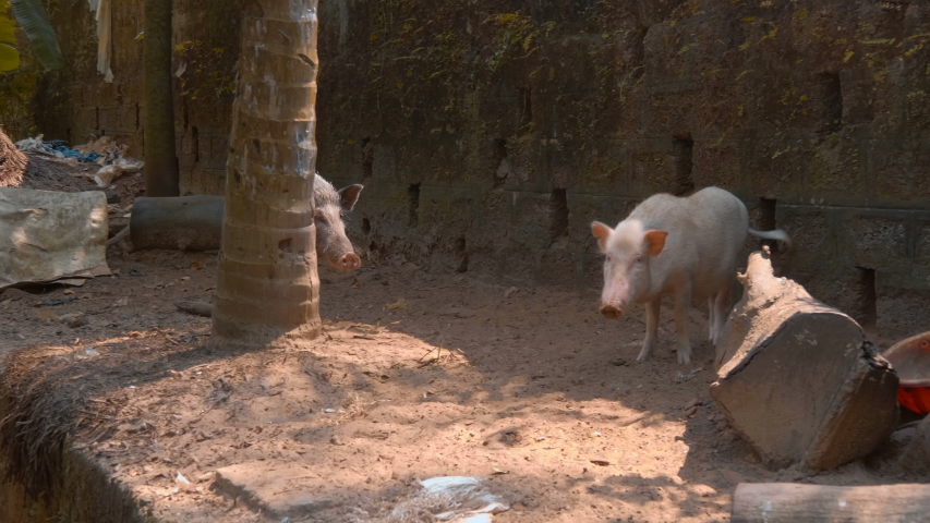 Two pigs walking between the trunks of palm trees, looking at a stranger in the courtyard of a residential house, Goa, India