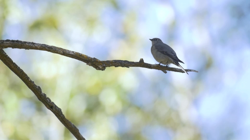 Townsend Solitaire in a Tree
