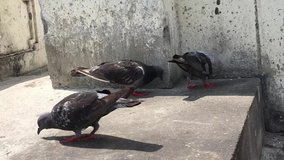 Pigeons walking on footpath Waterfront stairs.Many people view pigeons as harmless and even entertaining which is true.Several types of fungi are present in pigeon droppings.Examples of transmissible 