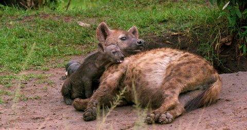 Spotted Hyena & Cubs; Masai Mara Kenya Africa