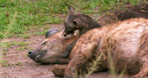 Spotted Hyena & Cub; Masai Mara Kenya Africa