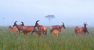 Herd Of Topi In Fog; Masai Mara Kenya Africa