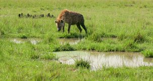 Spotted Hyena At Water Pool; Masai Mara Kenya Africa