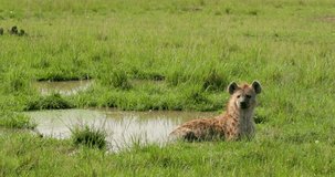 Spotted Hyena Keeping Cool In Water Pool; Masai Mara Kenya Africa