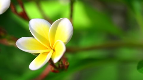 pan left 4K footage White and yellow plumeria flowers on a tree