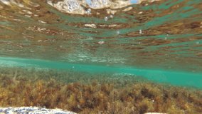 Transparent sea and algae, underwater video shooting.