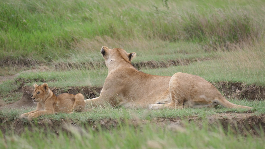 Lovey Lion cub with Lioness. Serengeti, Tanzania, Africa