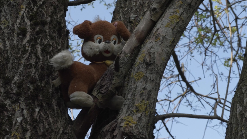 old plush toy dog on a tree