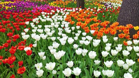 Field of beautiful tulips of different varieties and different vibrant colors blooming in spring garden. Flower bed. Tulip festival. Tulip flower blossom in springtime. Beauty of nature