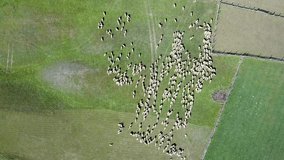 Aerial view of a flock of sheeps with fight between rams