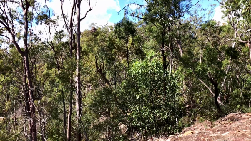View from one mountain summit to the another amongst the windy trees