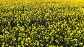4K aerial drone video clip flying across field of oil seed rape or rapeseed yellow flowers in the countryside