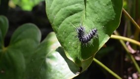 Black caterpillar with long fur crawling slowly to a green leaf