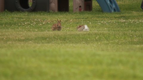 Two rabbits performing a mating display