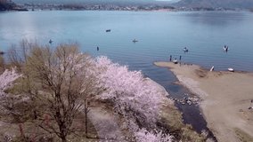 Mt. Fuji Over Water and Cherry Blossoms