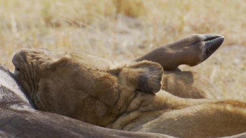 Close-up of a lion chewing on the leg of a dead wildebeest in Africa