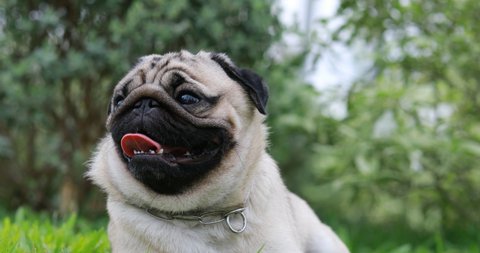 A Cute Pug Dog In Stockvideos Filmmaterial 100 Lizenzfrei Shutterstock