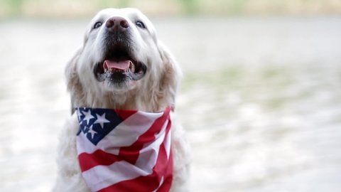 Adult dog breed Labrador posing in a bandana with the American flag. Close-up shot of a happy animal.