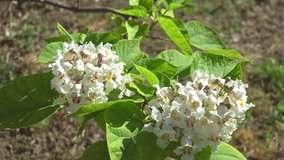 In the last days of spring, chestnut-flowered cream-colored flowers with pinkish spots bloomed.
  Kashtan (lat. Castánea) is a small genus of trees of the Beech family (Fagaceae).